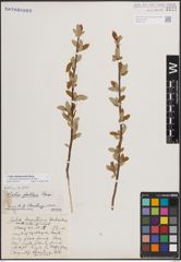 Foto von Salix athabascensis Raup